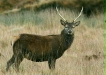 Red Deer